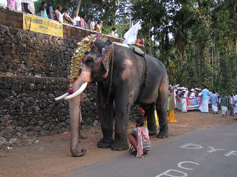 File:Taliparamba Sivasundaram(Elephant).jpg