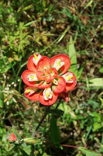 File:TexasIndianPaintbrush-0808.jpg