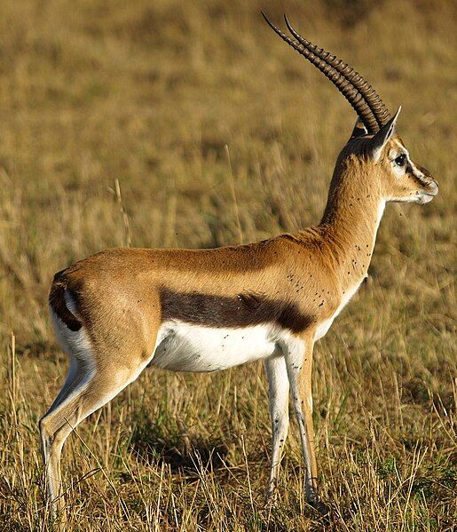 File:Thomsons-gazelle.jpg