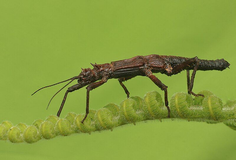 File:Tisamenus sp. male.jpg