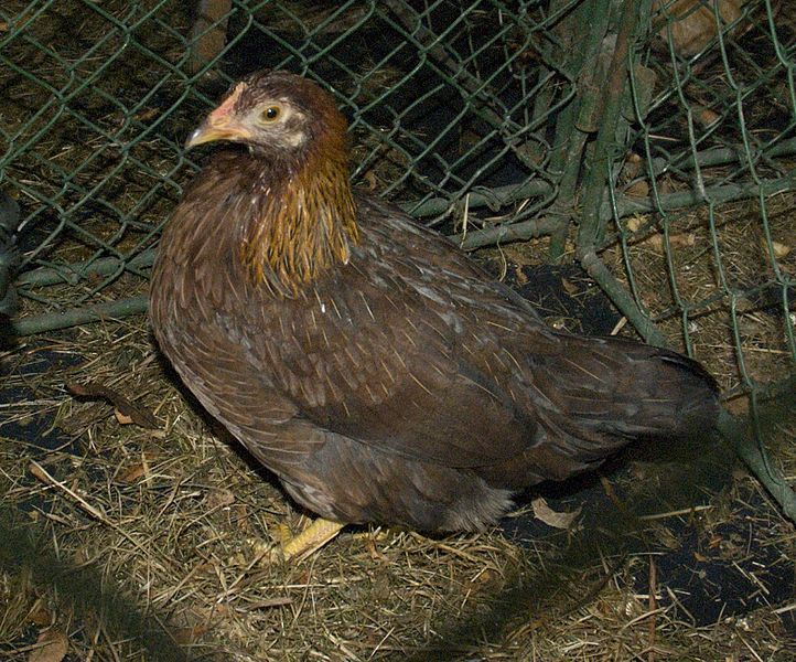 File:Welsummer Bantam Hen.jpg