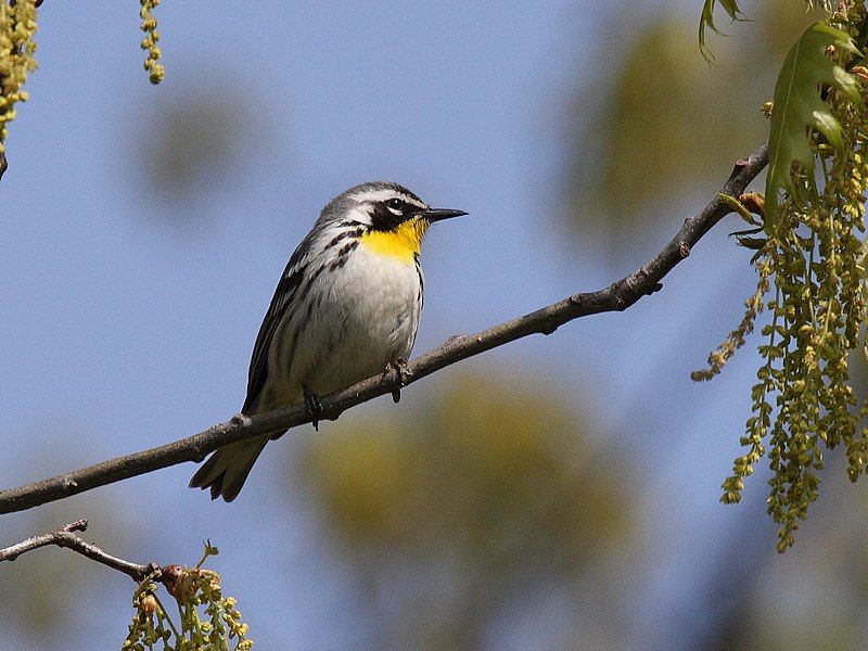 File:Yellow-throated Warbler 2.jpg