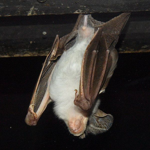 File:(1)Ghost Bat 080.jpg