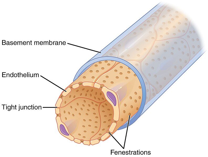 File:2614 Fenestrated Capillary.jpg