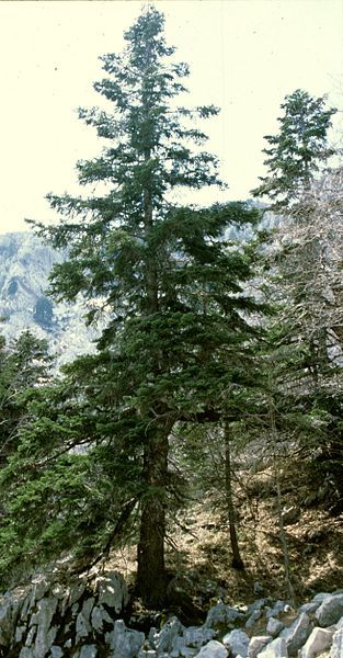 File:Abies Orjen.jpg