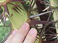 Spiny Palm, kind of Acrocomia (Costa Rica, Pacific, National Parc Manuel Antonio)