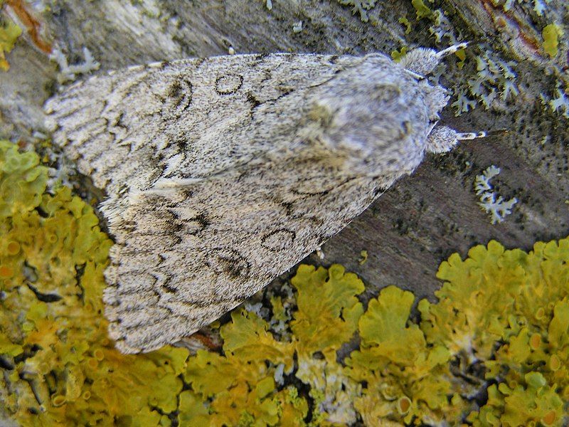 File:Acronicta aceris FvL.jpg