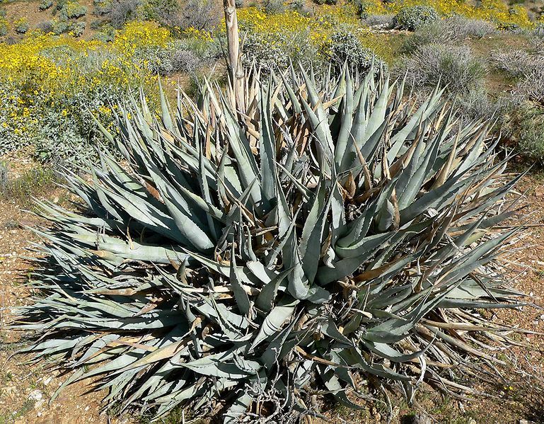 File:Agave deserti 1.jpg