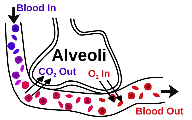 File:Alveoli.svg