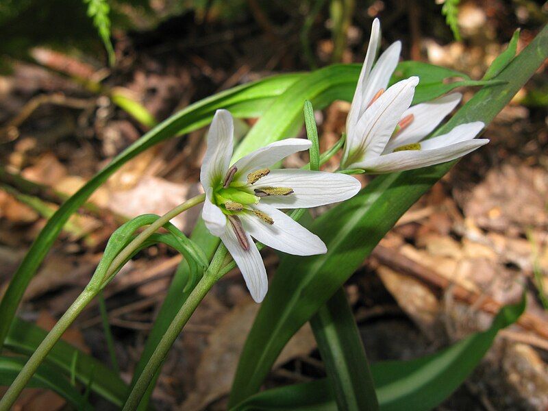 File:Amana latifolia 1.JPG