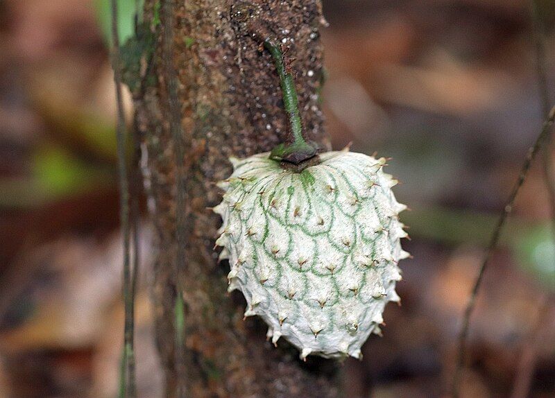 File:Annona deminuta.jpg