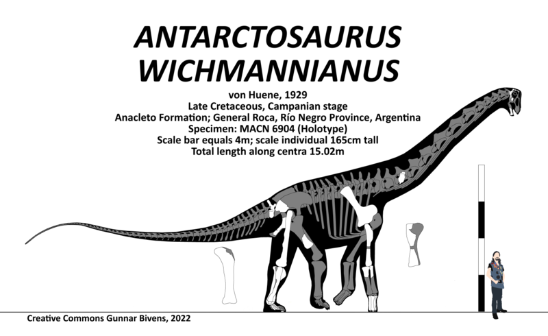 File:Antarctosaurus wichmannianus Skeletal.png