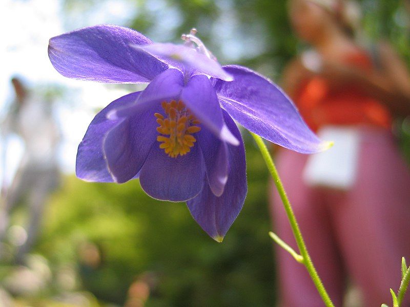 File:Aquilegia pyrenaica1JUSA.jpg