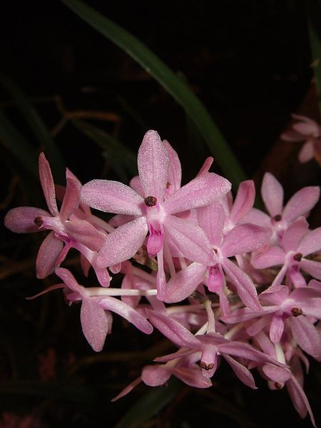 File:Ascocentrum christensonianum.jpg