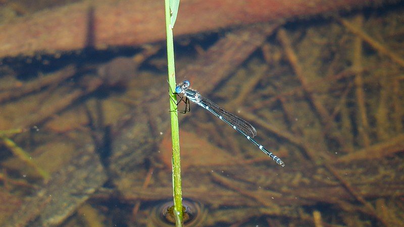 File:Austrolestes minjerriba (49738407742).jpg