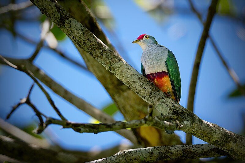 File:Beautiful Fruit-dove 0A2A6442.jpg