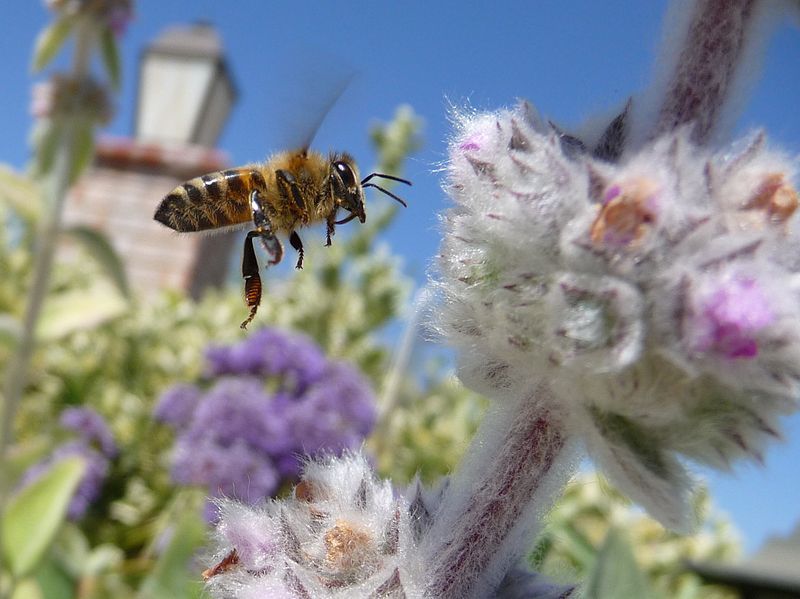 File:Bee In Flight.jpg