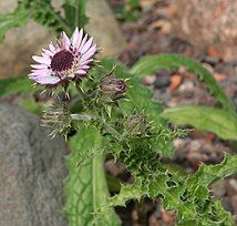 Berkheya purpurea