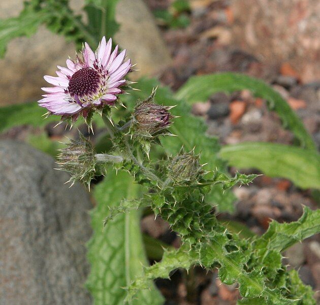 File:Berkheya purpurea 03.jpg