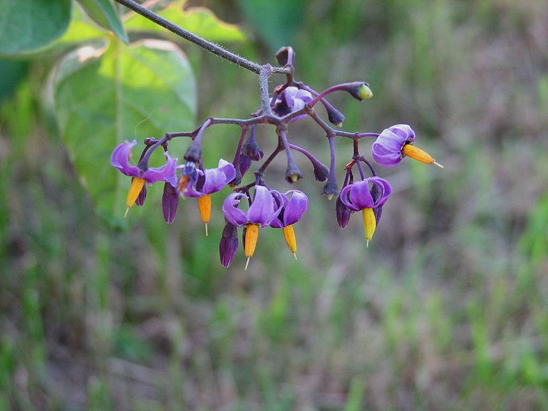 File:Bitterweet Nightshade 2.jpg