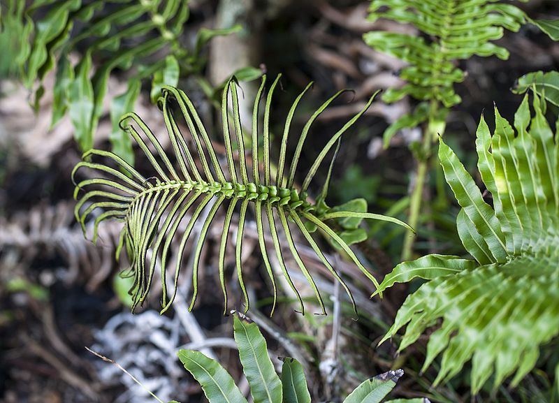 File:Blechnum howeanum (9018625889).jpg