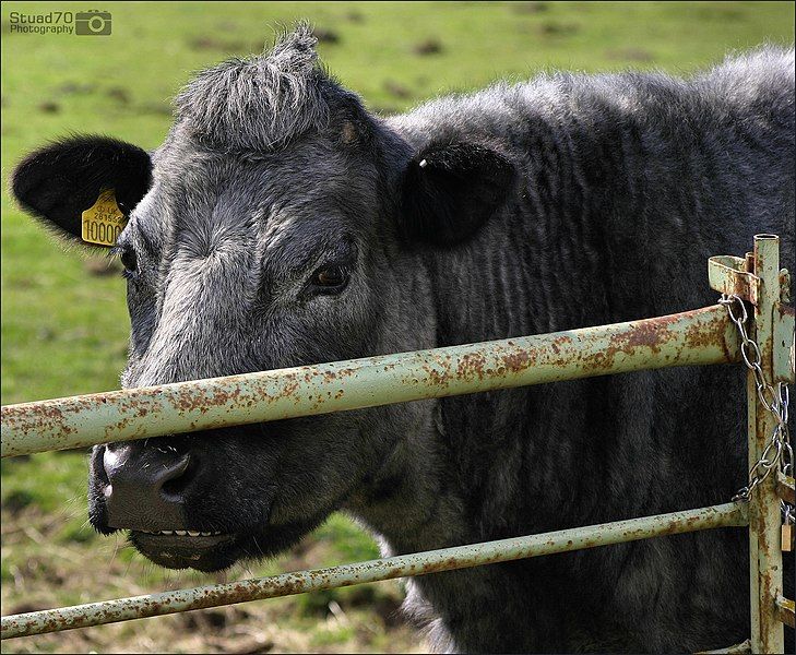 File:Blue Gray Cow.jpg