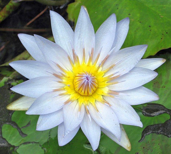 File:Bluewaterlily.jpg