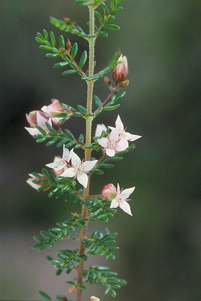 File:Boronia alulata.jpg