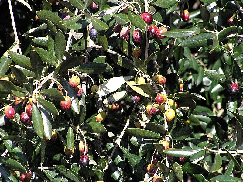 File:Calenzana olives sabine.jpg