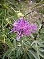 Centaurea scabiosa subsp. alpestris