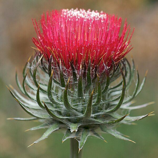 File:Cirsium occidentale.jpg