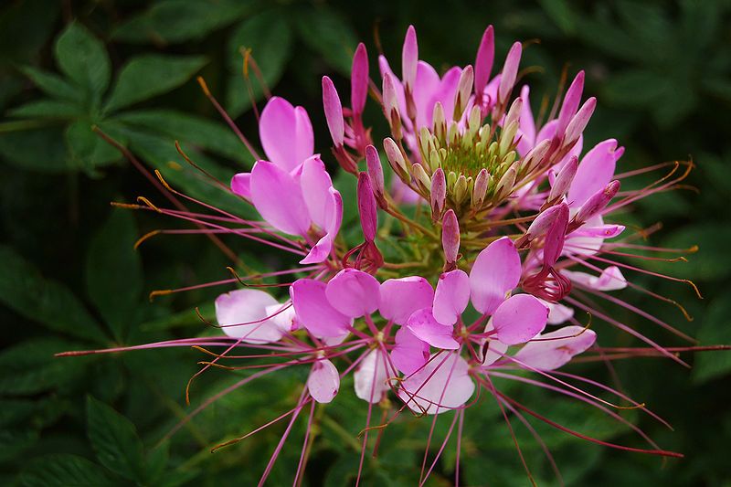 File:Cleome-hassleriana-pink.jpg