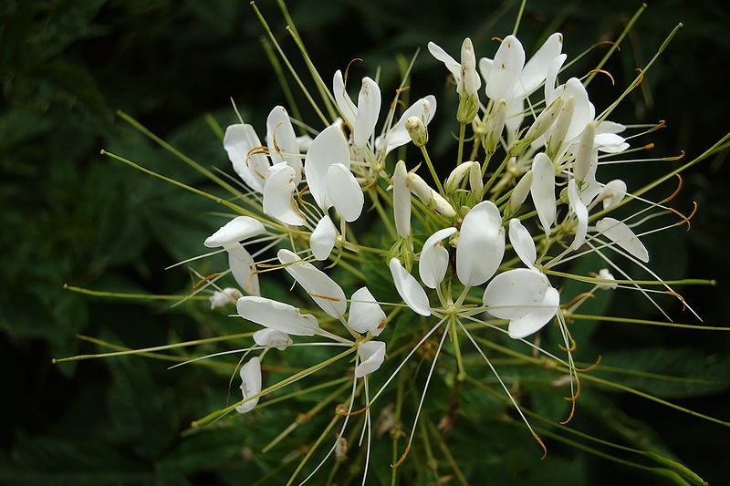 File:Cleome-hassleriana-white.jpg