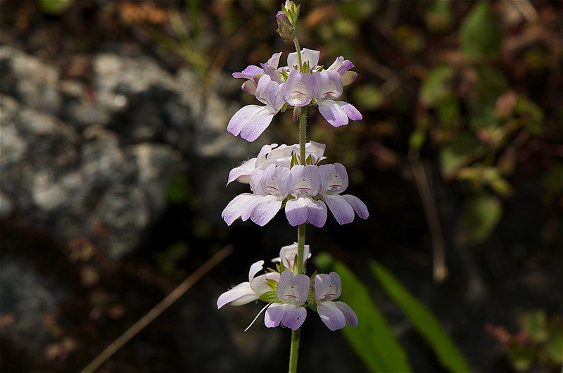 File:Collinsiabartsiifolia.jpg