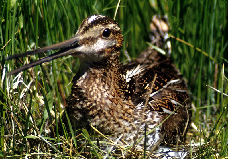 File:Commonsnipe67.jpg