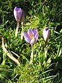 Crocus etruscus 'Zwanenburg'