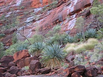 MacDonnell Ranges cycad (M. macdonnellii) in Cycad Gorge, Finke Gorge National Park, NT