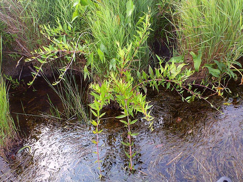 File:Decodon verticillatus habit.JPG