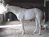 A thoroughbred stallion exhibiting one form of dominant white