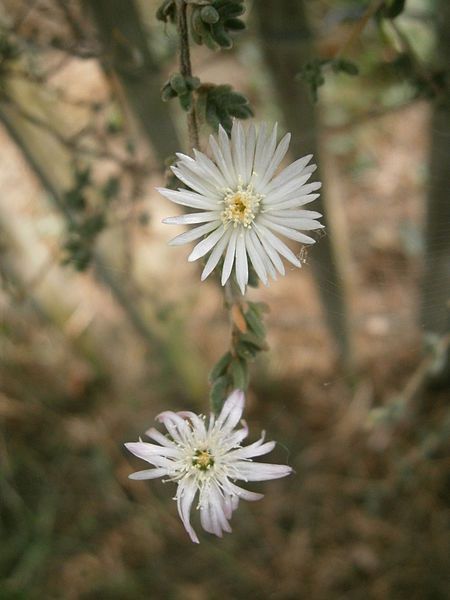 File:Drosanthemum eburneum 05.JPG