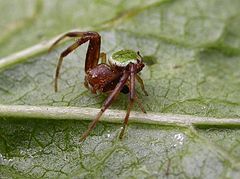 Male, side view