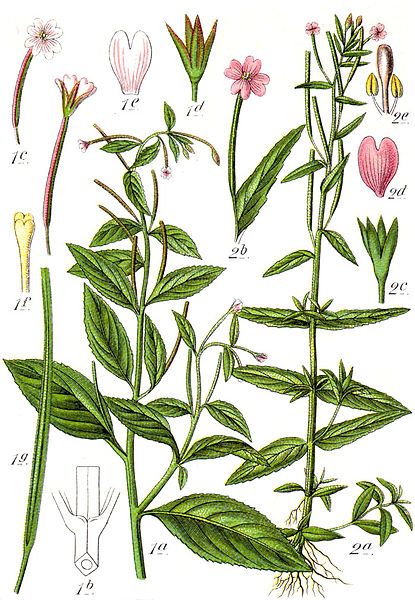 File:Epilobium spp Sturm39.jpg