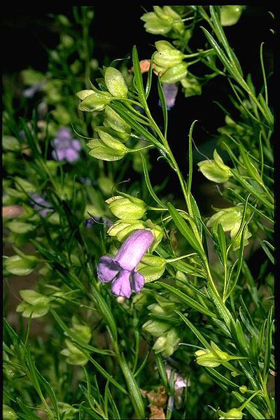 File:Eremophila gibsonii.jpg