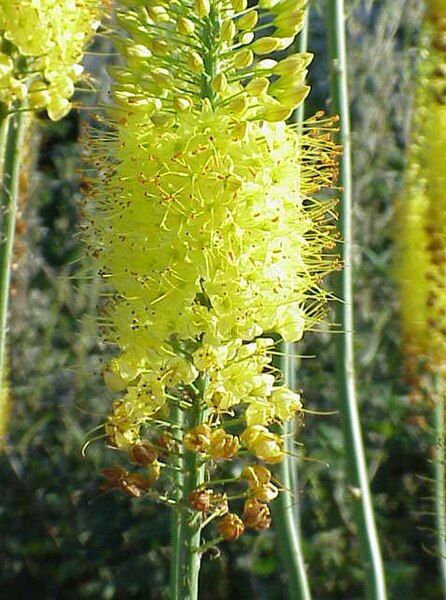 File:Eremurus stenophyllus0.web.jpg