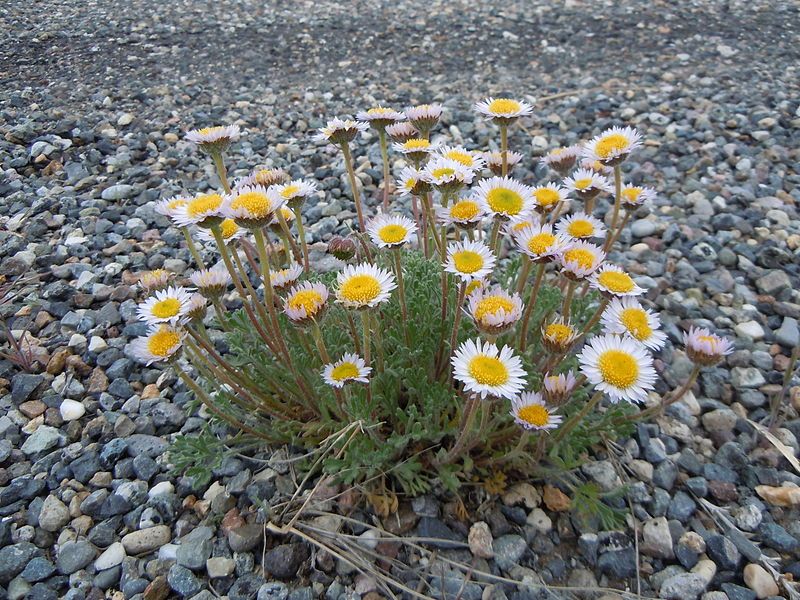 File:Erigeron compositus (8161931839).jpg