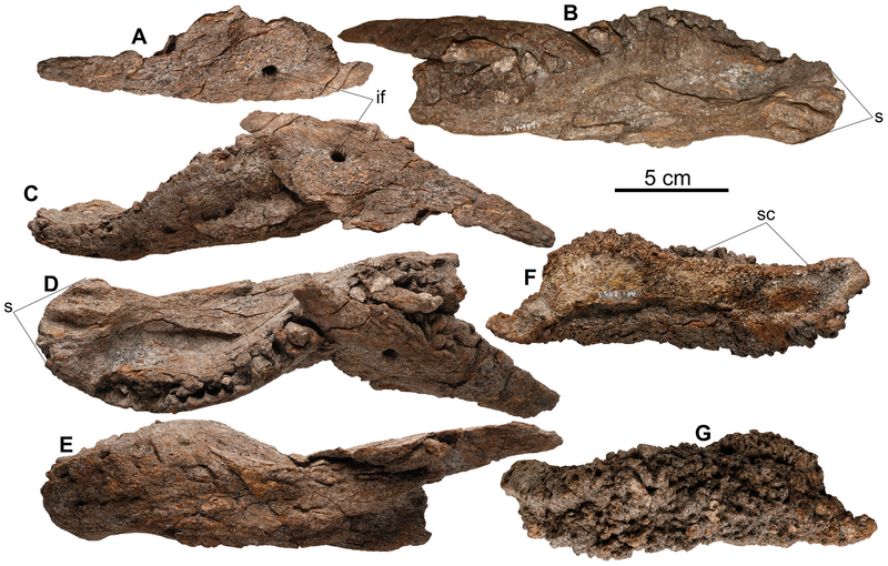 File:Europelta mandible.png