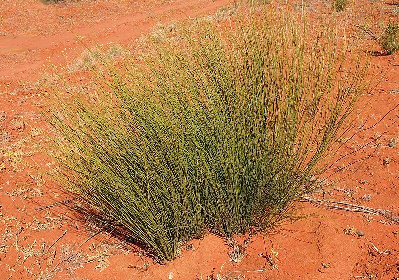 File:Exocarpos sparteus habit.jpg