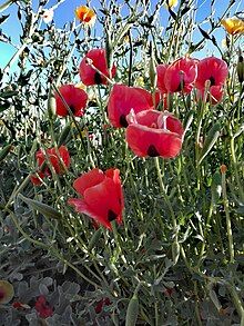 Glaucium grandiflorum in Iran