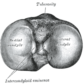 Articular surfaces of tibia