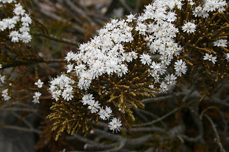 File:Hebe-ochracea-flowering.JPG